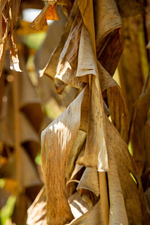 Dried Banana leaf/bark
